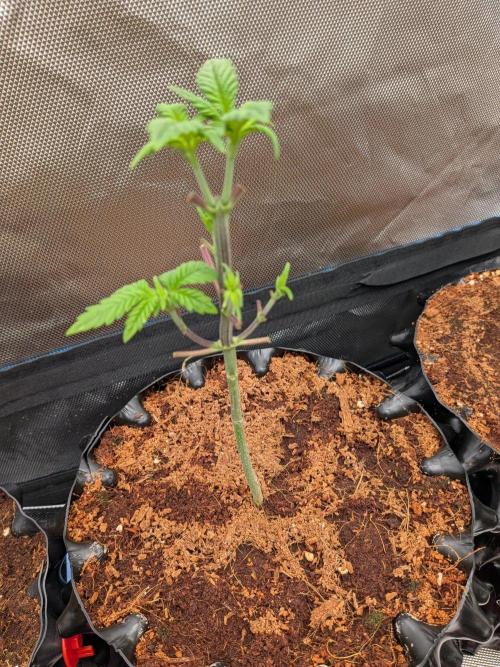 Expert Gorilla aka Gorilla Glue nr4. Week 5