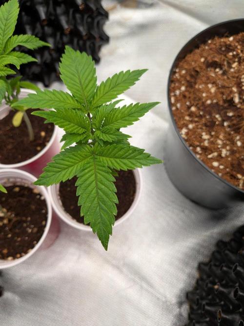 Amnesia Haze part 1. Week 3