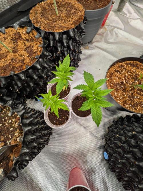 Amnesia Haze part 1. Week 3