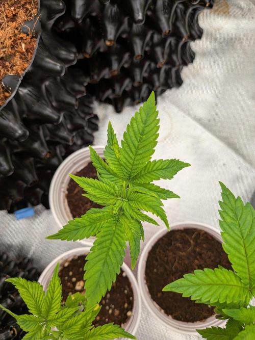 Amnesia Haze part 1. Week 3