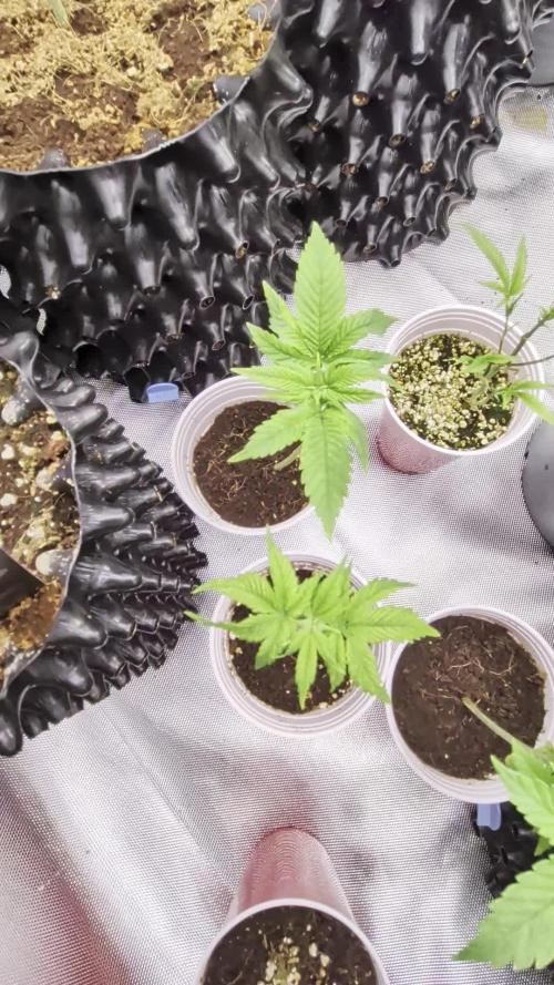 Amnesia Haze part 1