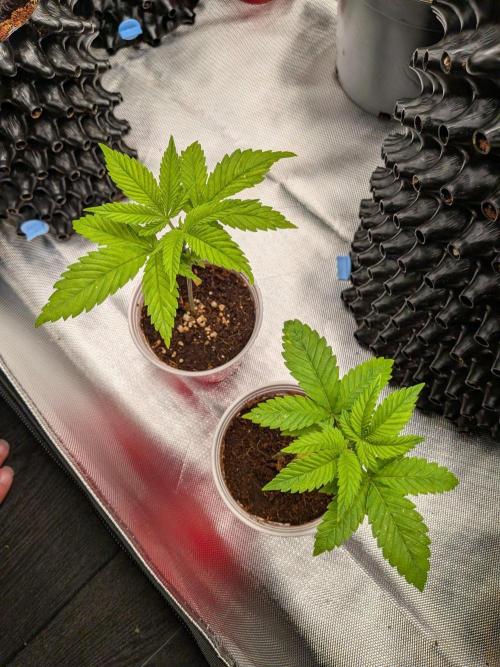 Amnesia Haze Part 2. Week 3