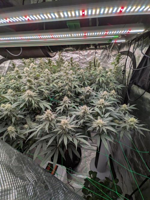 Mac1 F1 Hybrid. Week 21
