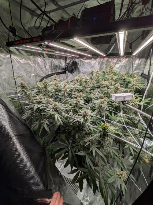 Gorilla Glue #4 x white widow. Week 21