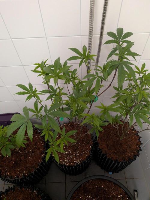 Mac1 F1 Hybrid clones. Week 8