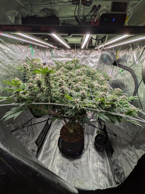 MAC1 starting from week 13 veg. Week 21