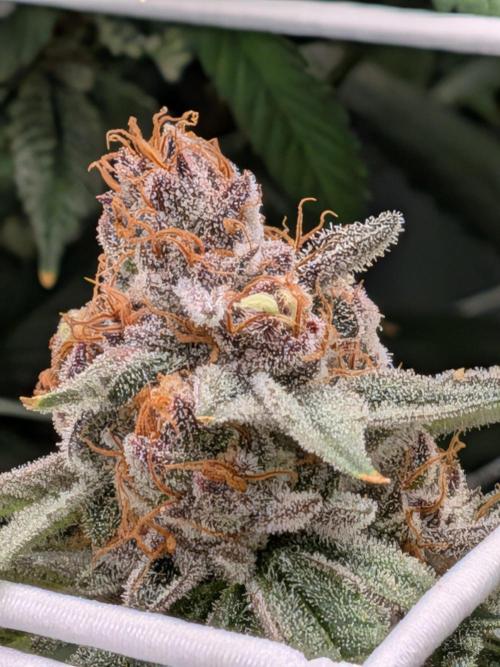 Gorilla Glue #4 x white widow. Week 21
