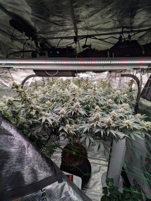 Mac1 F1 Hybrid. Week 22
