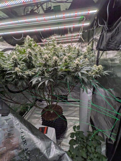 Mac1 F1 Hybrid. Week 22