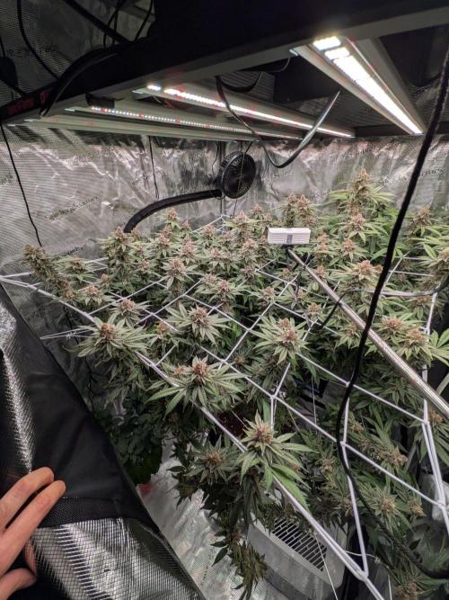 Gorilla Glue #4 x white widow. Week 22