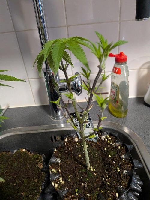 Banana Runtz F1 HYBRID Part 2. Week 6