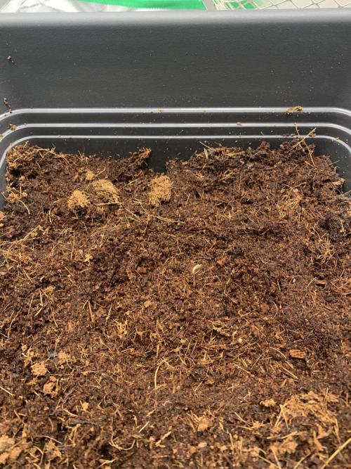 Puff Mints & Sunset Cherry. Week 1