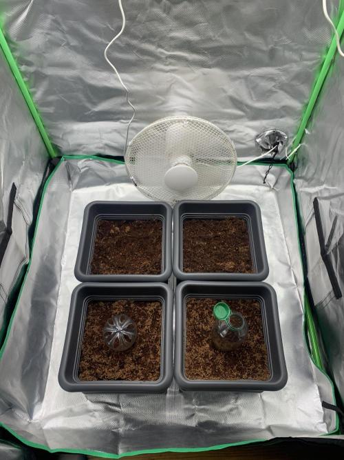 Puff Mints & Sunset Cherry. Week 1