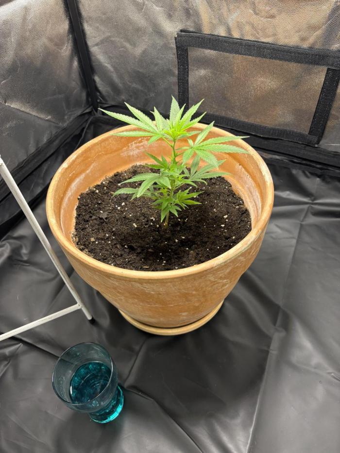 Mandarin Cookies. Week 2 - Steckling erster Tag im Zelt 