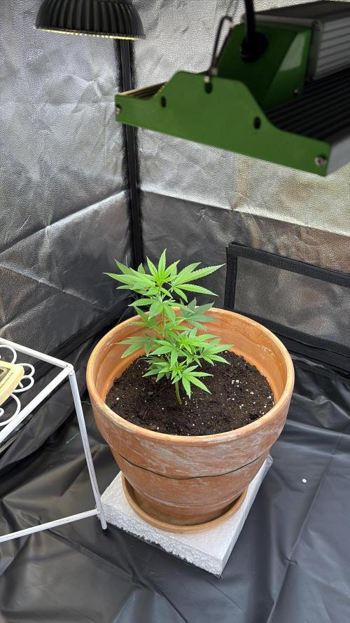 Mandarin Cookies. Week 3