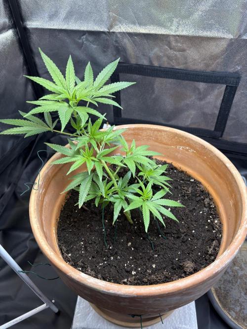 Mandarin Cookies. Week 3