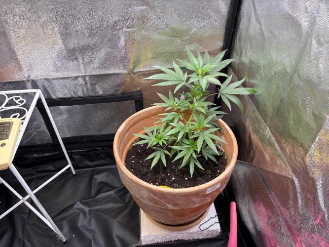 Mandarin Cookies. Week 4