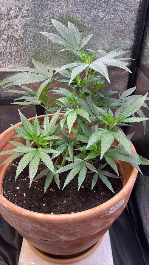 Mandarin Cookies. Week 5