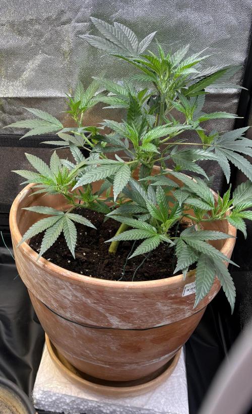 Mandarin Cookies. Week 5