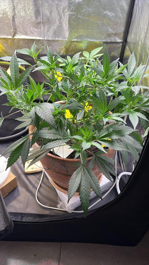 Mandarin Cookies. Week 6