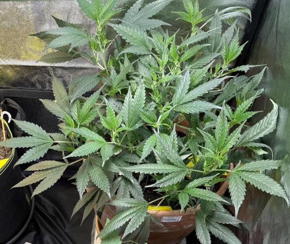 Mandarin Cookies. Week 6