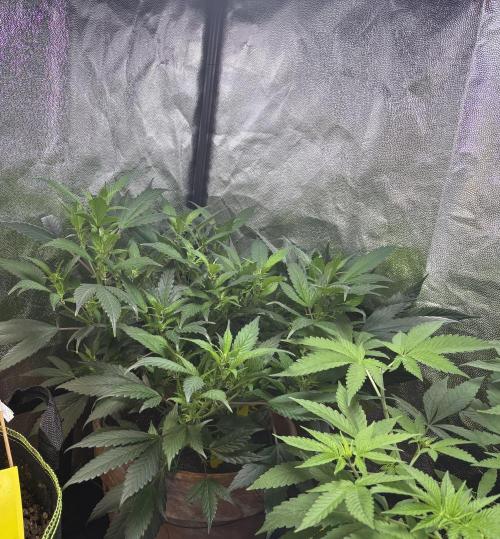 Mandarin Cookies. Week 7