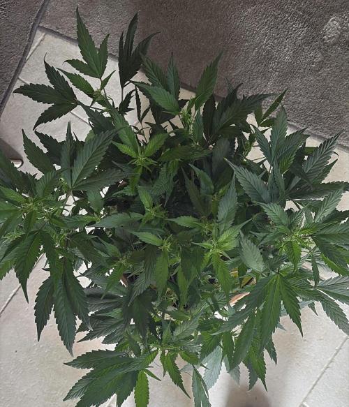 Mandarin Cookies. Week 8