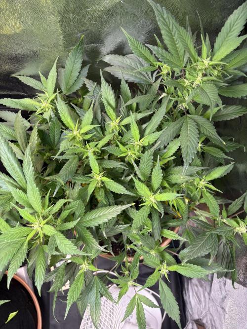 Mandarin Cookies. Week 9