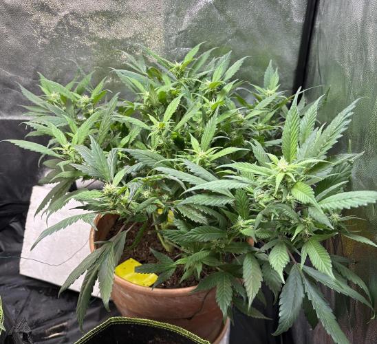 Mandarin Cookies. Week 9