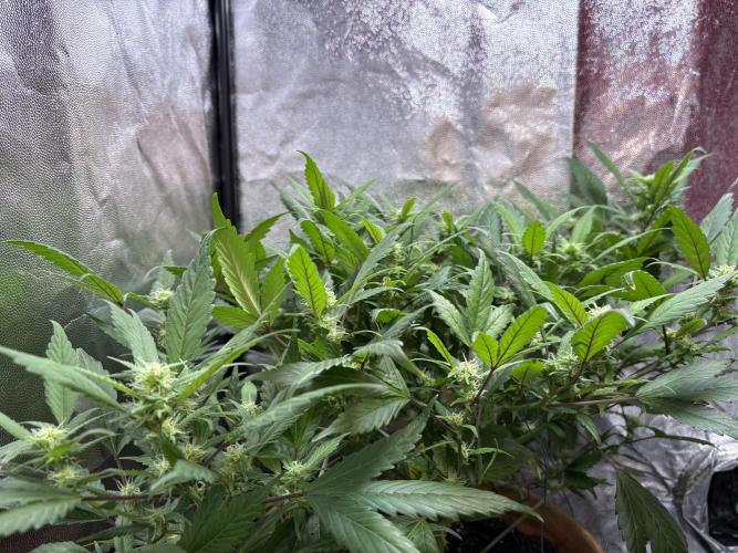 Mandarin Cookies. Week 10