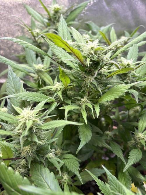 Mandarin Cookies. Week 11