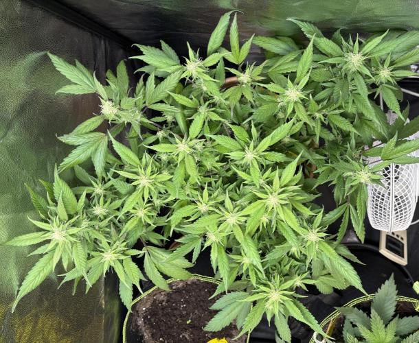 Mandarin Cookies. Week 11