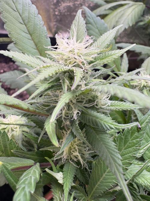 Mandarin Cookies. Week 11