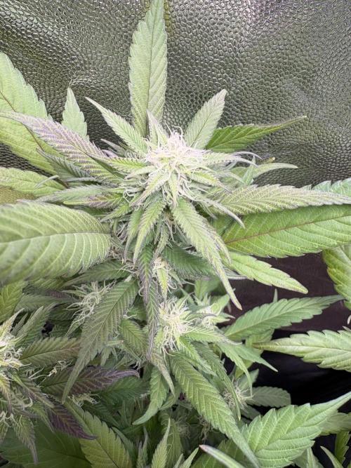 Mandarin Cookies. Week 11