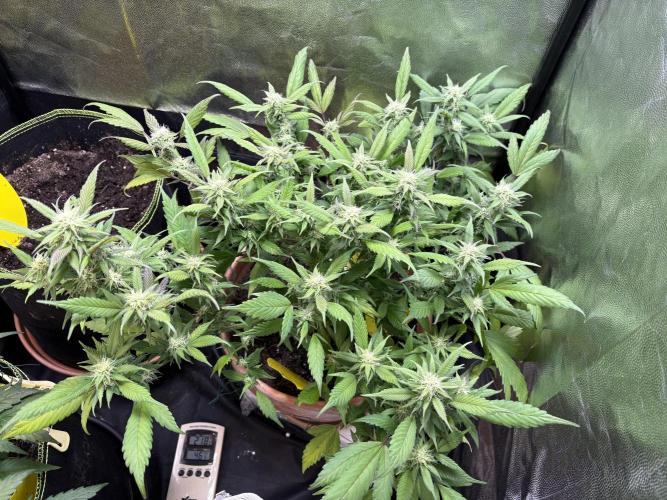 Mandarin Cookies. Week 11