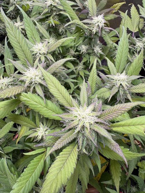 Mandarin Cookies. Week 12