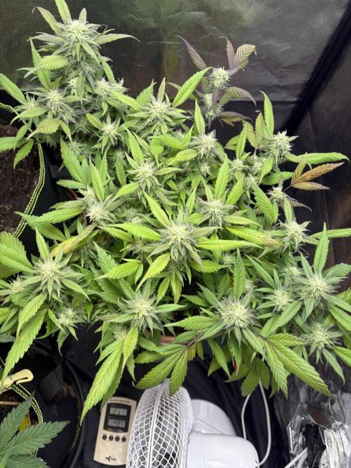 Mandarin Cookies. Week 12