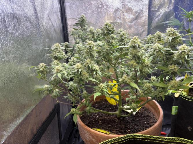 Mandarin Cookies. Week 12