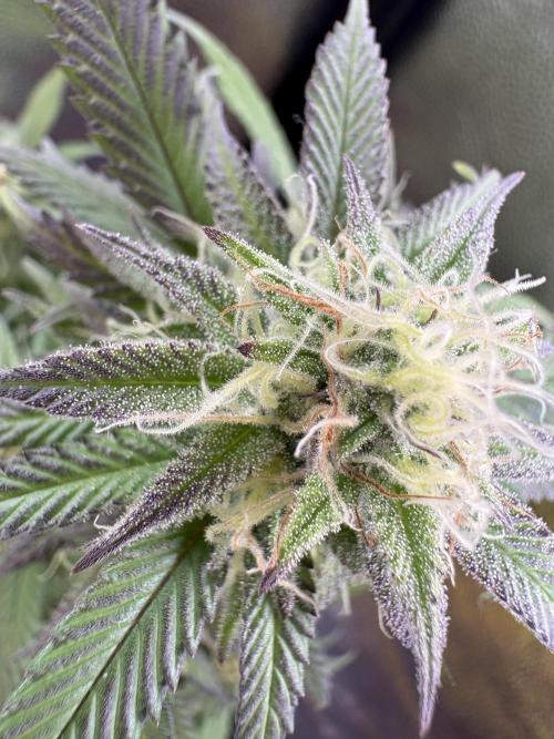 Mandarin Cookies. Week 12