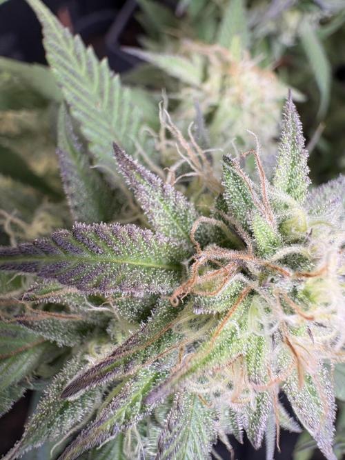 Mandarin Cookies. Week 12