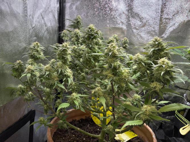 Mandarin Cookies. Week 12