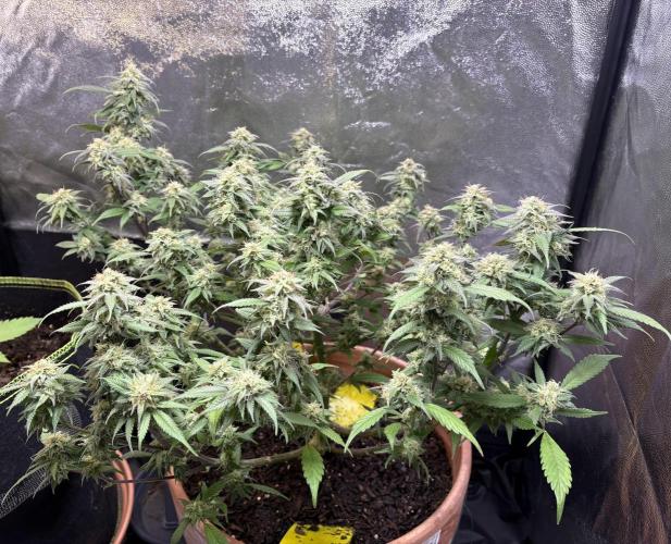 Mandarin Cookies. Week 13