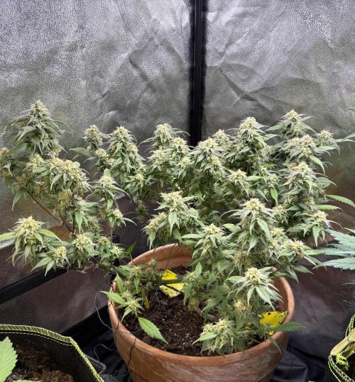 Mandarin Cookies. Week 13