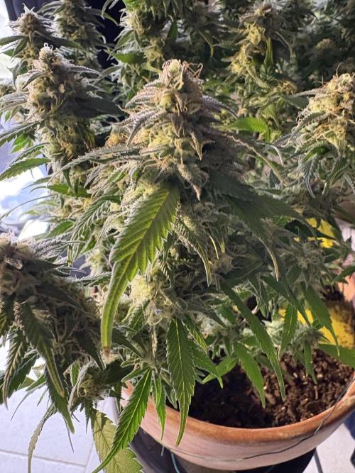 Mandarin Cookies. Week 13