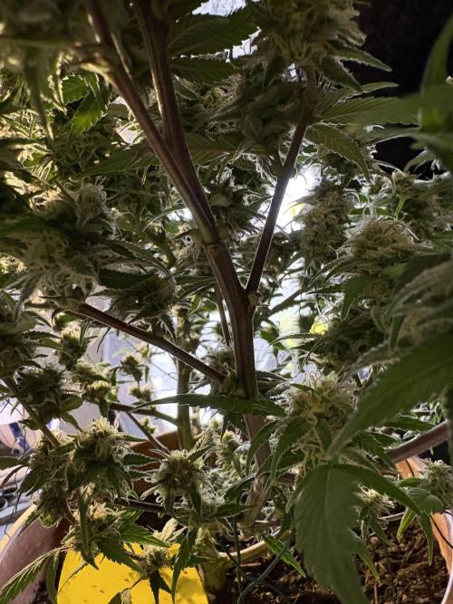 Mandarin Cookies. Week 13