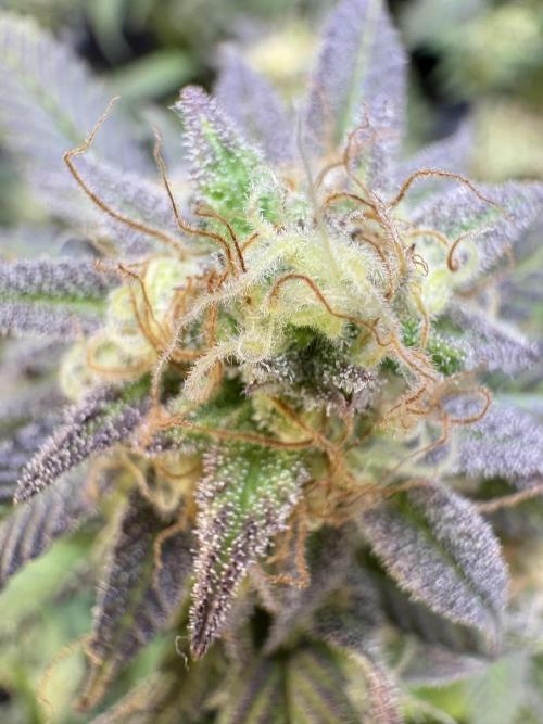 Mandarin Cookies. Week 13