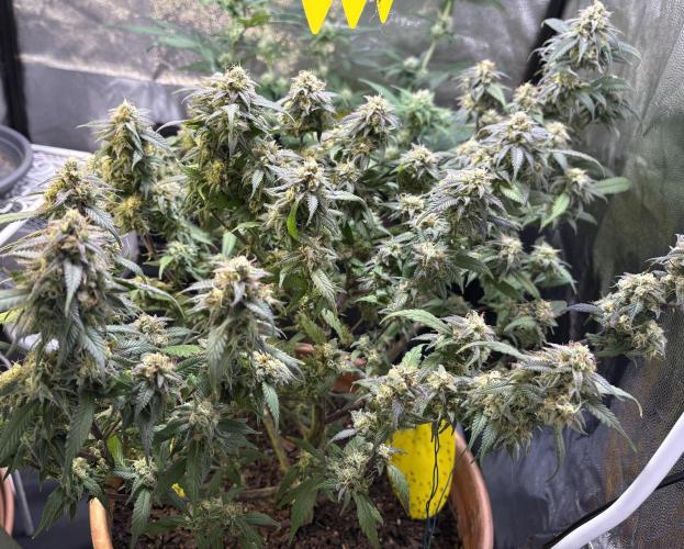 Mandarin Cookies. Week 13