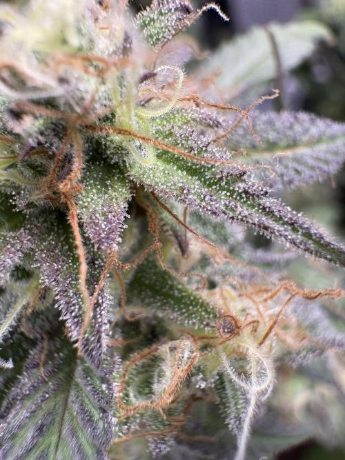 Mandarin Cookies. Week 14