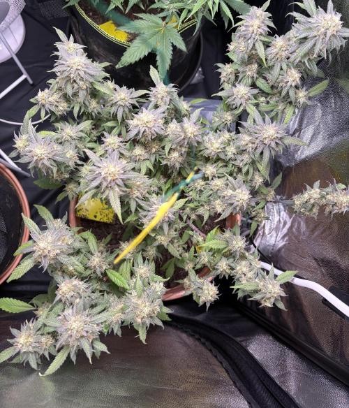 Mandarin Cookies. Week 14