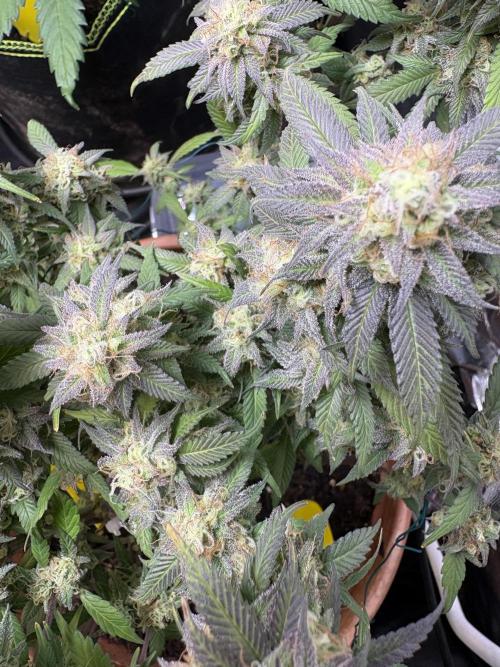 Mandarin Cookies. Week 14